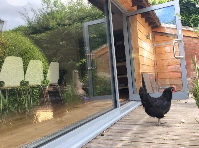 It seems even the chickens can't resist our swanky new studio...